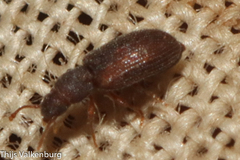 Berginus tamarisci