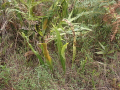 Niphidium crassifolium