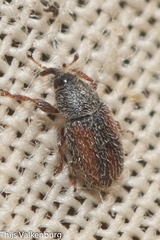 Mecinus variabilis