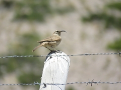 Upucerthia dumetaria