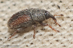 Mecinus variabilis