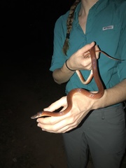 Oxyrhopus melanogenys