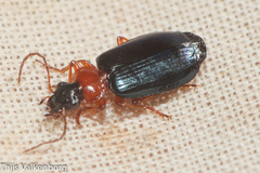 Lebia