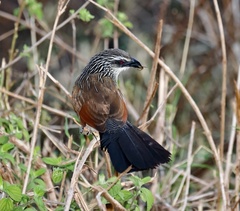 Centropus superciliosus