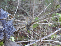 Pseudocyphellaria hawaiiensis