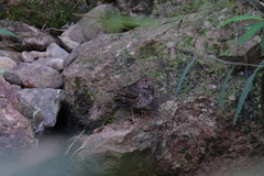 Turdus cardis