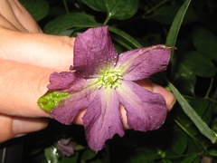 Clematis viticella