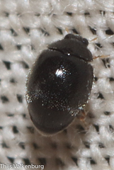 Stethorus