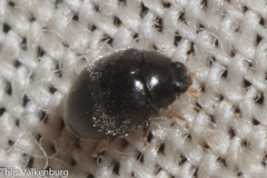 Stethorus