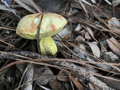 Neoboletus pseudosulphureus