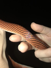 Oxyrhopus melanogenys