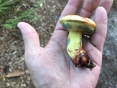 Neoboletus pseudosulphureus