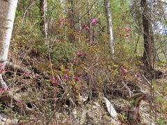 Rhododendron ledebourii