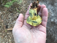 Neoboletus pseudosulphureus