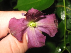 Clematis viticella