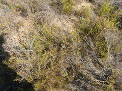 Merciera brevifolia