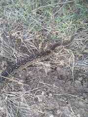 Boa constrictor occidentalis