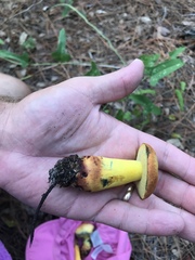 Neoboletus pseudosulphureus
