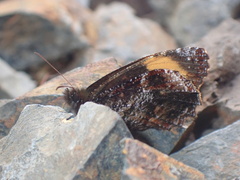 Pedaliodes