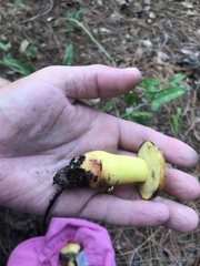 Neoboletus pseudosulphureus