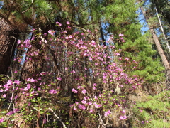 Rhododendron ledebourii