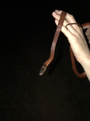 Oxyrhopus melanogenys