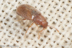 Cryptophaginae