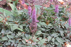 Astilbe chinensis
