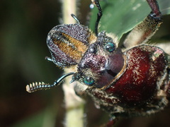 Sphaenognathus giganteus
