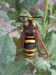 Sesia apiformis