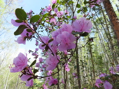 Rhododendron ledebourii