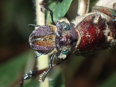 Sphaenognathus giganteus