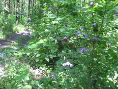 Clematis viticella