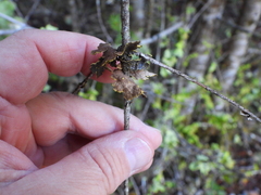 Pseudocyphellaria hawaiiensis
