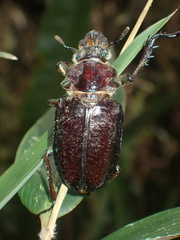 Sphaenognathus giganteus