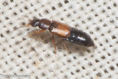 Omaliinae
