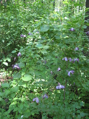 Clematis viticella