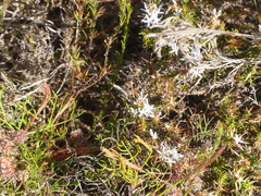 Merciera brevifolia