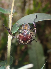 Sphaenognathus giganteus