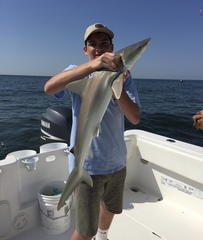 Carcharhinus acronotus