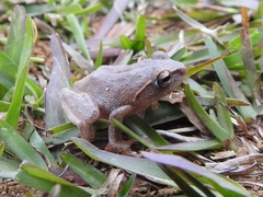 Pseudophilautus viridis