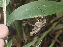 Sphaenognathus giganteus