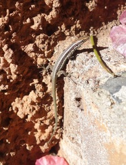 Teira dugesii dugesii