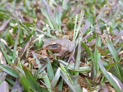 Pseudophilautus viridis