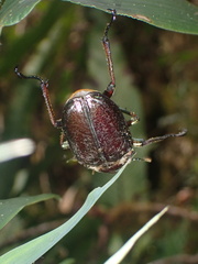 Sphaenognathus giganteus