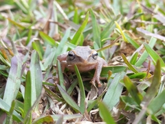 Pseudophilautus viridis