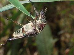 Sphaenognathus giganteus