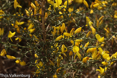 Ulex argenteus subsericeus