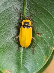 Chauliognathus flavipes