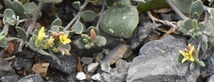 Physaria hitchcockii
